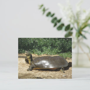 Carte Postale Tortue molle