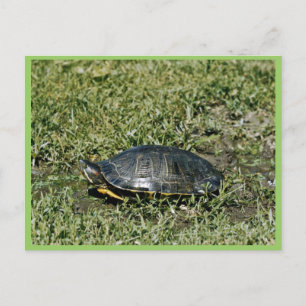 Carte Postale Tortue peinte