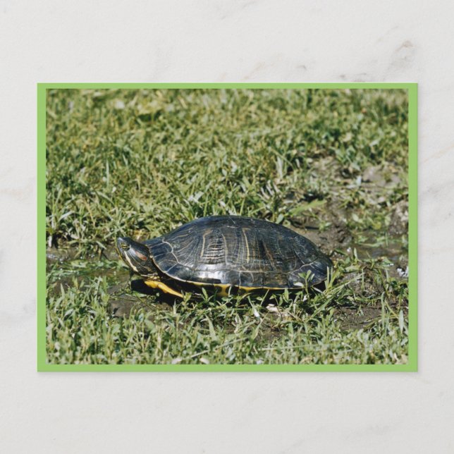 Carte Postale Tortue peinte (Devant)