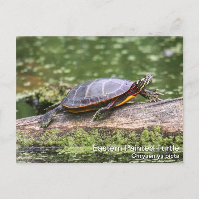 Carte Postale Tortue peinte de l'Est (Devant)