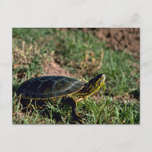 Carte Postale Tortue peinte occidentale