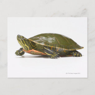 Carte Postale Tortue peinte occidentale (Chrysemys picta bellii)