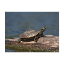 Tortue peinte sur un bûcher