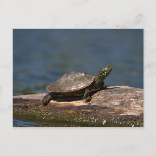 Carte Postale Tortue peinte sur un bûcher