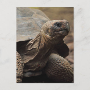 Carte Postale Tortue photo