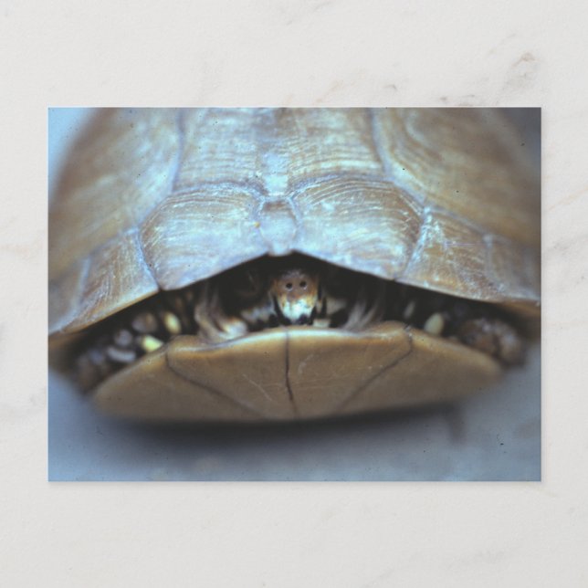 Carte postale Tortue - Photo Vintage (Devant)