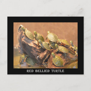 Carte Postale Tortue rouge de l'Alabama 2 (Alabama)