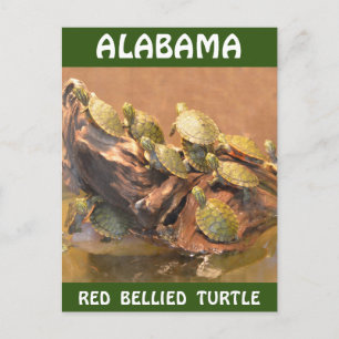 Carte Postale Tortue rouge de l'Alabama 2 (Alabama)