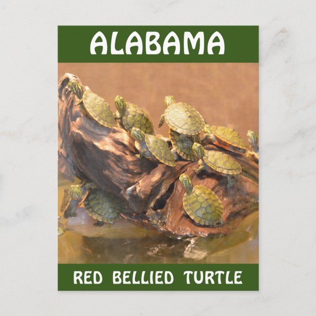 Carte Postale Tortue rouge de l'Alabama 2 (Alabama) (Devant)