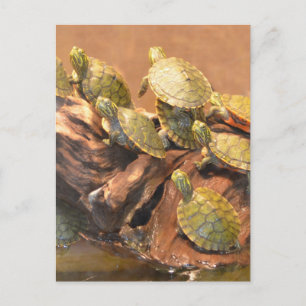 Carte Postale Tortue rouge de l'Alabama 2 (Alabama)