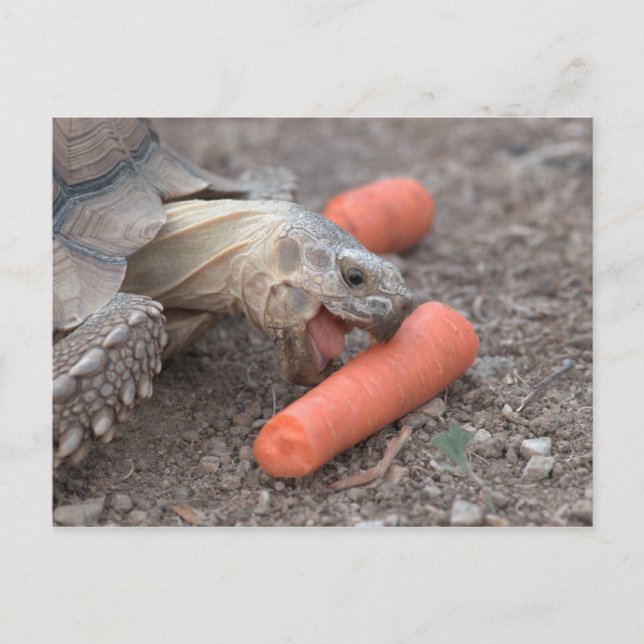 Carte Postale tortue sulcata (Devant)