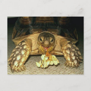 Carte Postale Tortue Sulcata, graines de squash accrochées à la 