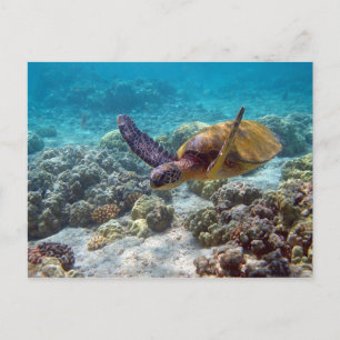 Carte Postale Tortue verte