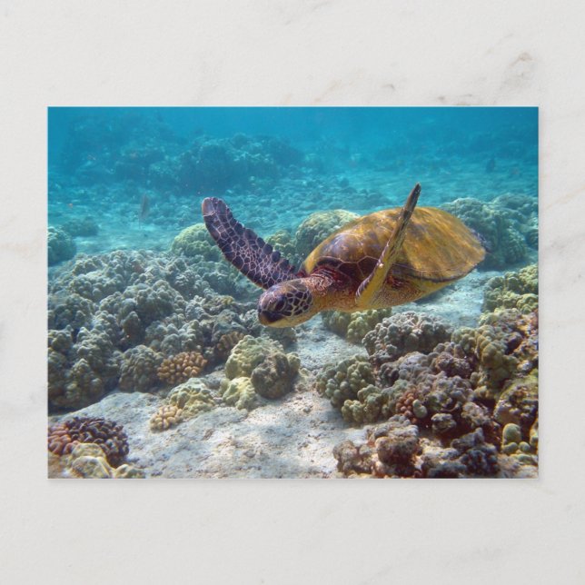Carte Postale Tortue verte (Devant)