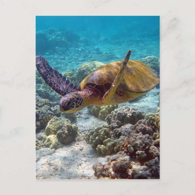 Carte Postale Tortue verte (Devant)