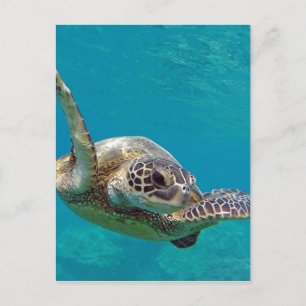 Carte Postale Tortue verte de Hawaï - Honu