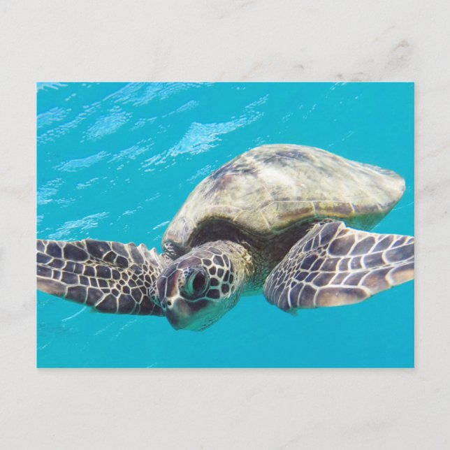 Carte Postale Tortue verte d'Hawaii (Devant)