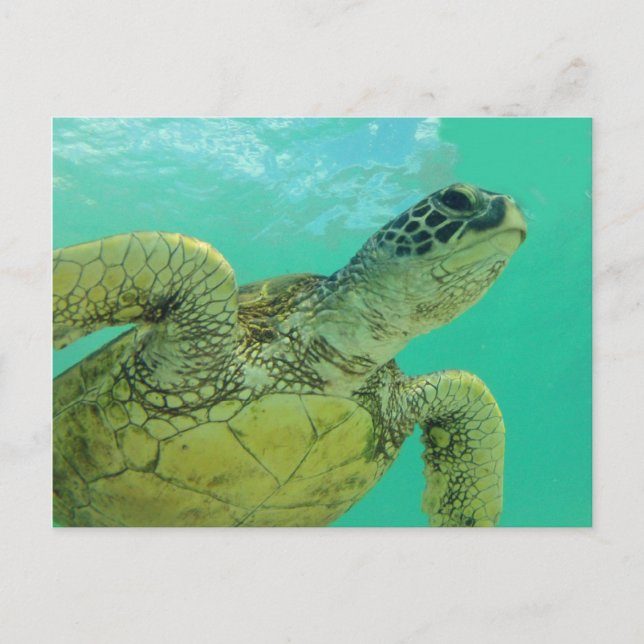 Carte Postale Tortue verte d'Hawaii (Devant)