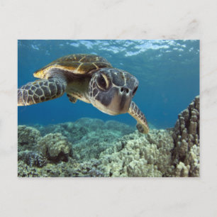 Carte Postale Tortue verte hawaïenne
