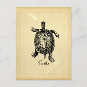 Carte Postale TORTUE vintage