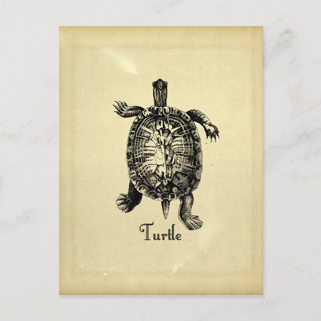 Carte Postale TORTUE vintage (Devant)