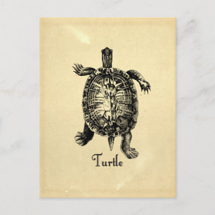 Carte Postale TORTUE vintage