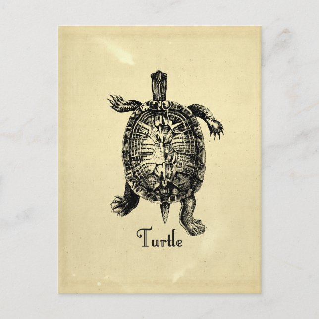 Carte Postale TORTUE vintage (Devant)