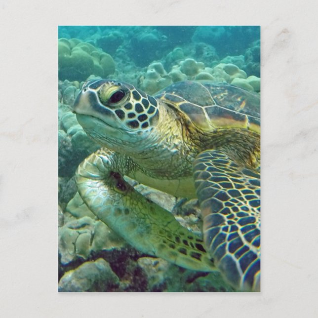 Carte Postale Tortues à Hawaï (Devant)