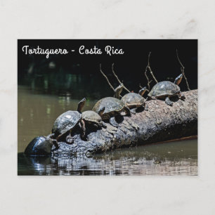 Carte Postale Tortues au Parc national de Tortuguero - Costa Ric