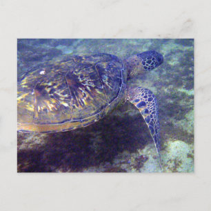 Carte Postale Tortues de mer vertes
