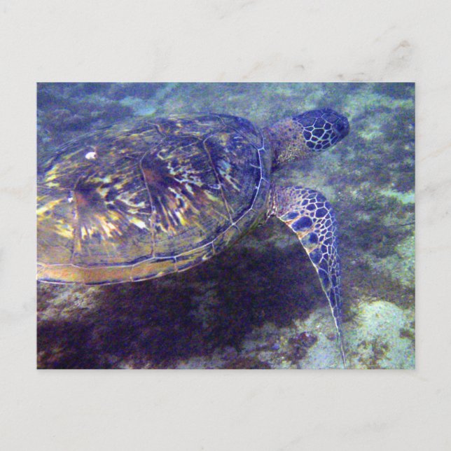Carte Postale Tortues de mer vertes (Devant)