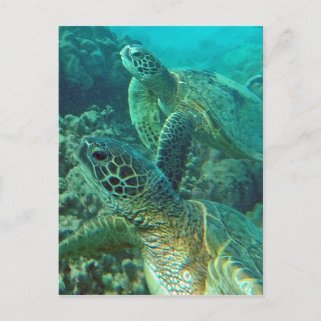 Carte Postale Tortues de mer vertes d'Hawaii (Devant)