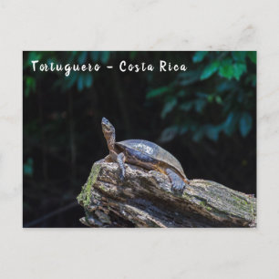 Carte Postale Tortues de rivière bronzer à Tortuguero - Costa Ri