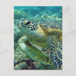 Carte Postale Tortues en Hawaï