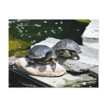 Tortues jumelles -