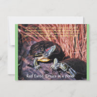 Carte postale "Tortues rouges"