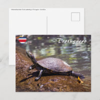 Tortuguero - Tortue à ventre jaune