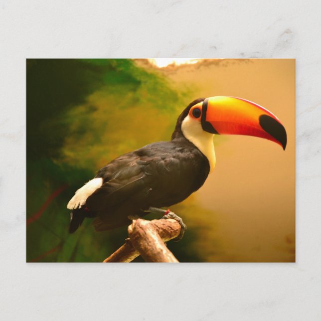 Carte Postale Toucan (Devant)