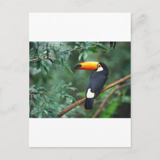 Carte Postale Toucan