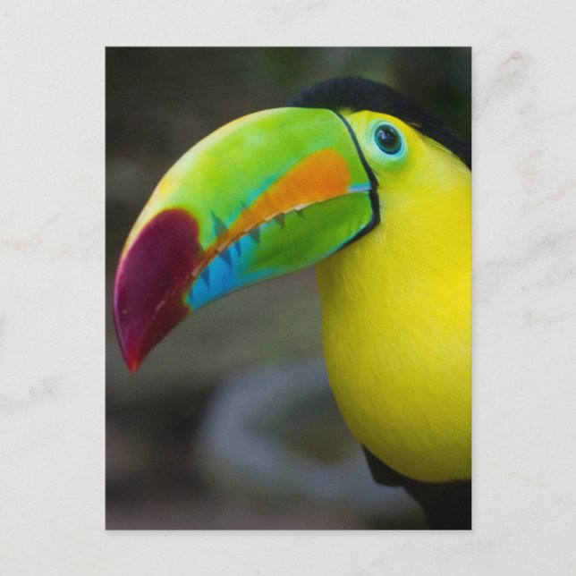 Carte Postale Toucan (Devant)