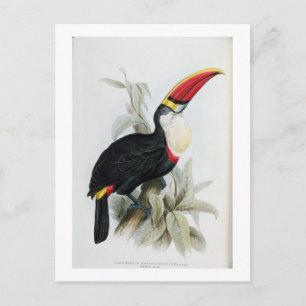 Carte Postale Toucan à bec rouge, de 'Monographie du Rampha