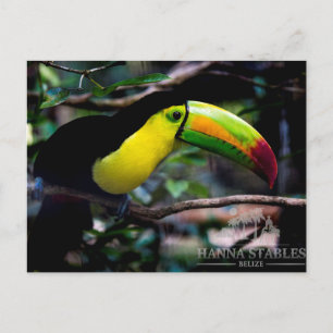 Carte Postale Toucan au Belize