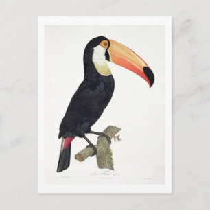 Carte Postale Toucan No.2, from 'History of the Birds of Paradis