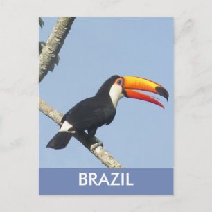 Carte postale Toucan Toco des chutes d'Iguazu