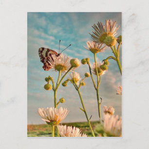 Carte Postale Touche de poussière magique d'Oz