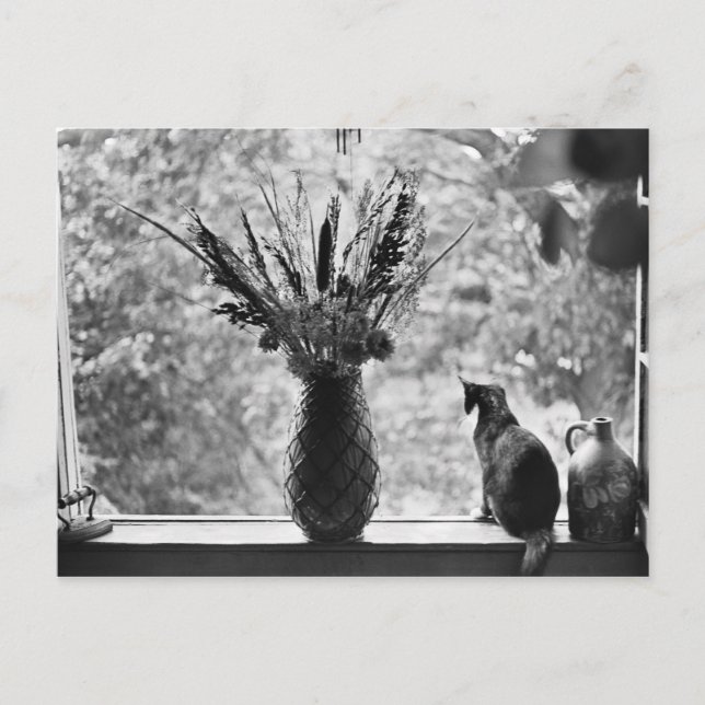 Carte Postale Toujours la vie avec chat (Devant)