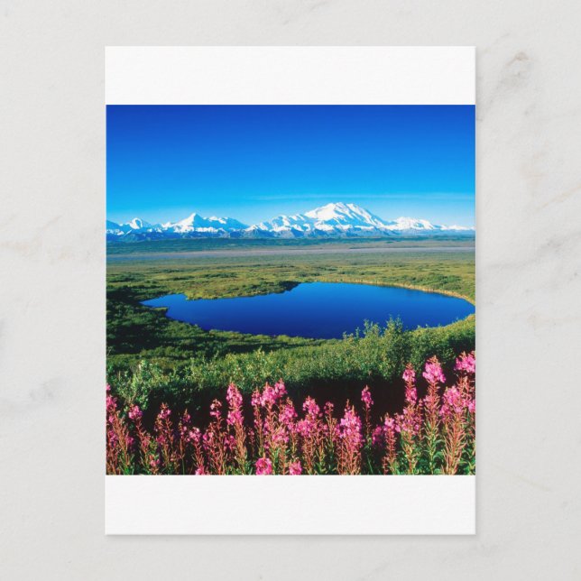 Carte Postale Toundra le mont McKinley Denali Alaska de scène (Devant)