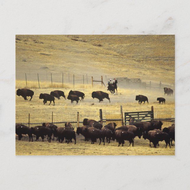 Carte Postale Tour de la chaîne de bisons du Montana (Devant)