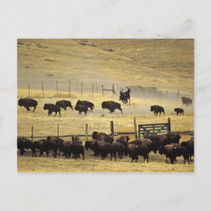 Carte Postale Tour de la chaîne de bisons du Montana