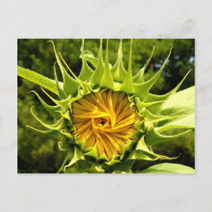 Carte Postale Tourbillon de tournesol